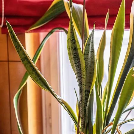 Apartmán Kelemen